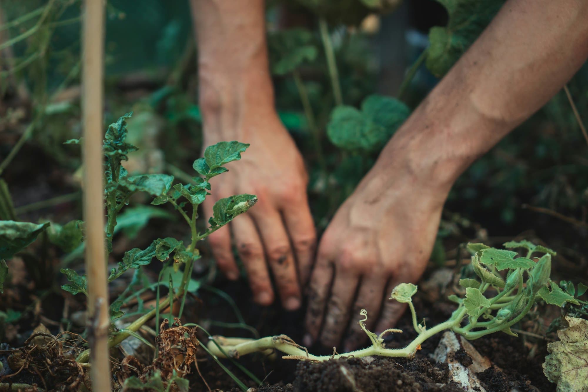 Two soil-covered hands pressing a young vine seedling into a garden bed