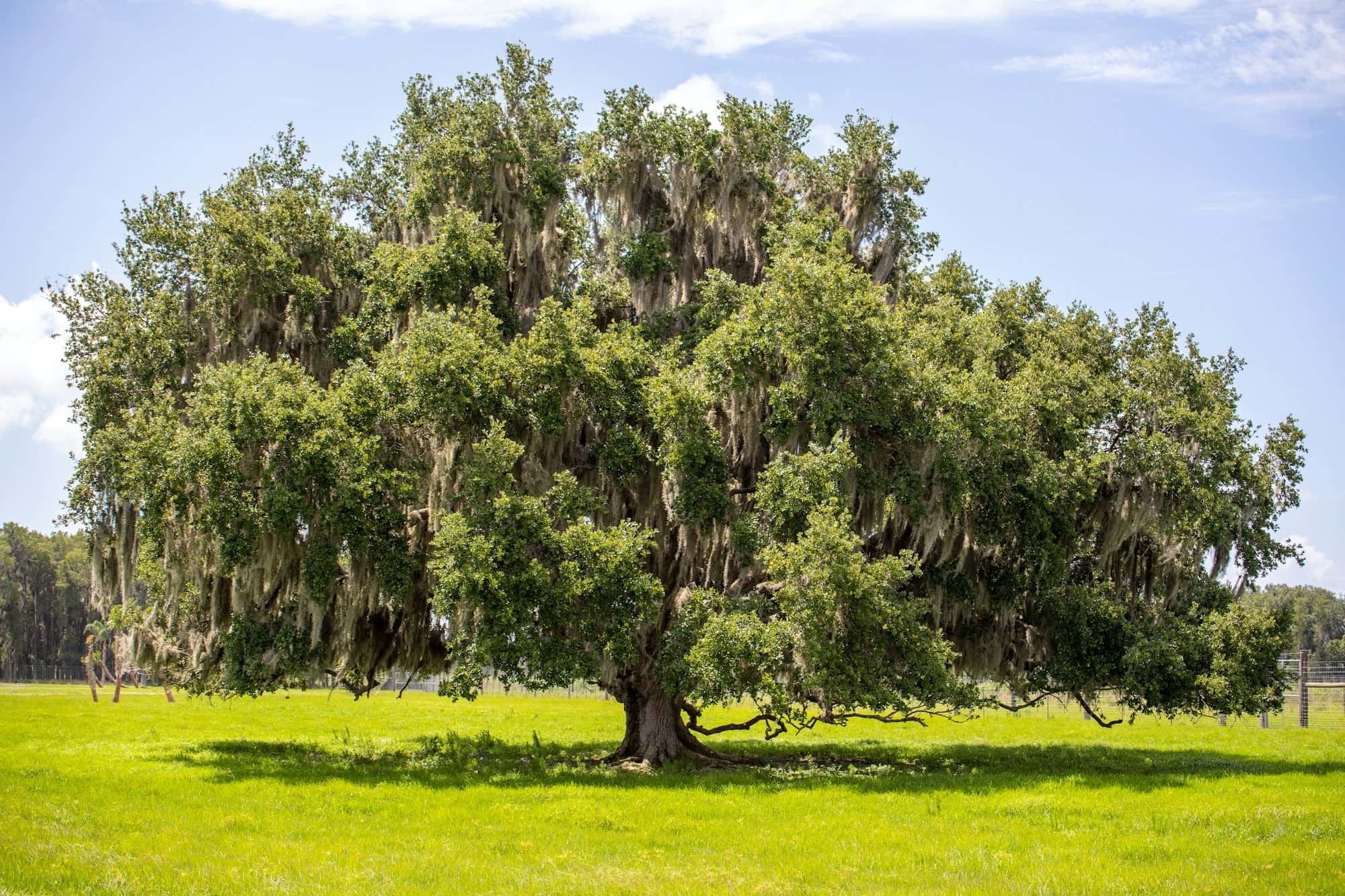 Wide live oak hung with Spanish moss standing alone in a sunny green pasture, pines on the horizon