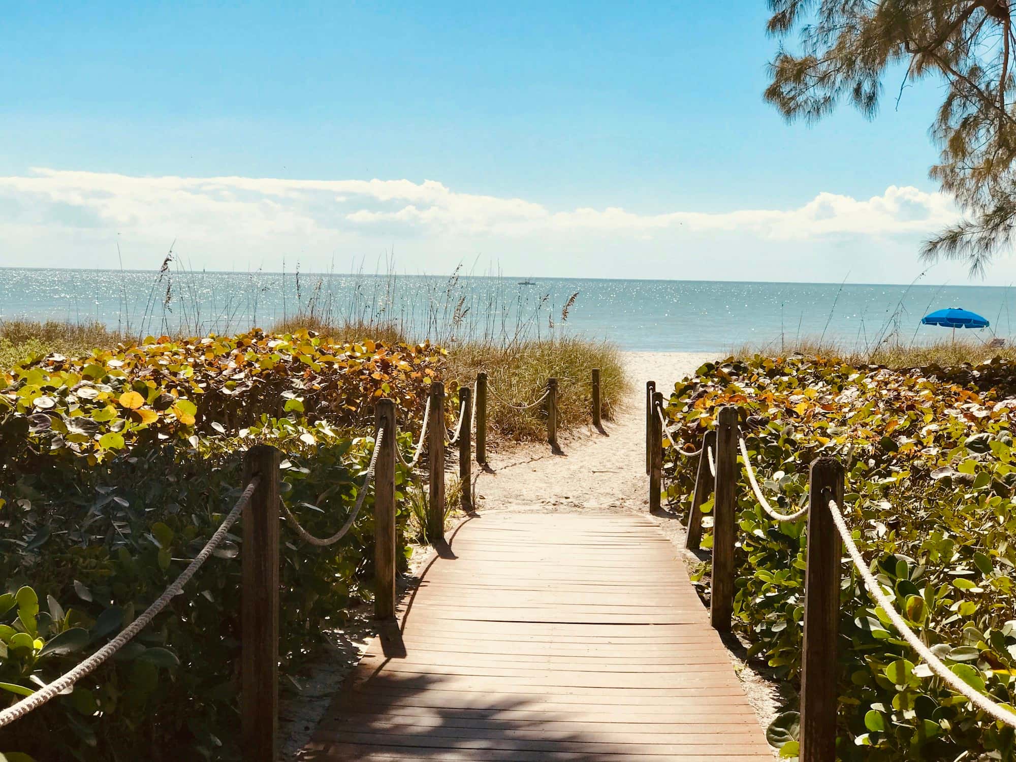 Wooden boardwalk with rope railings running between sea grape shrubs to a sandy beach and the ocean