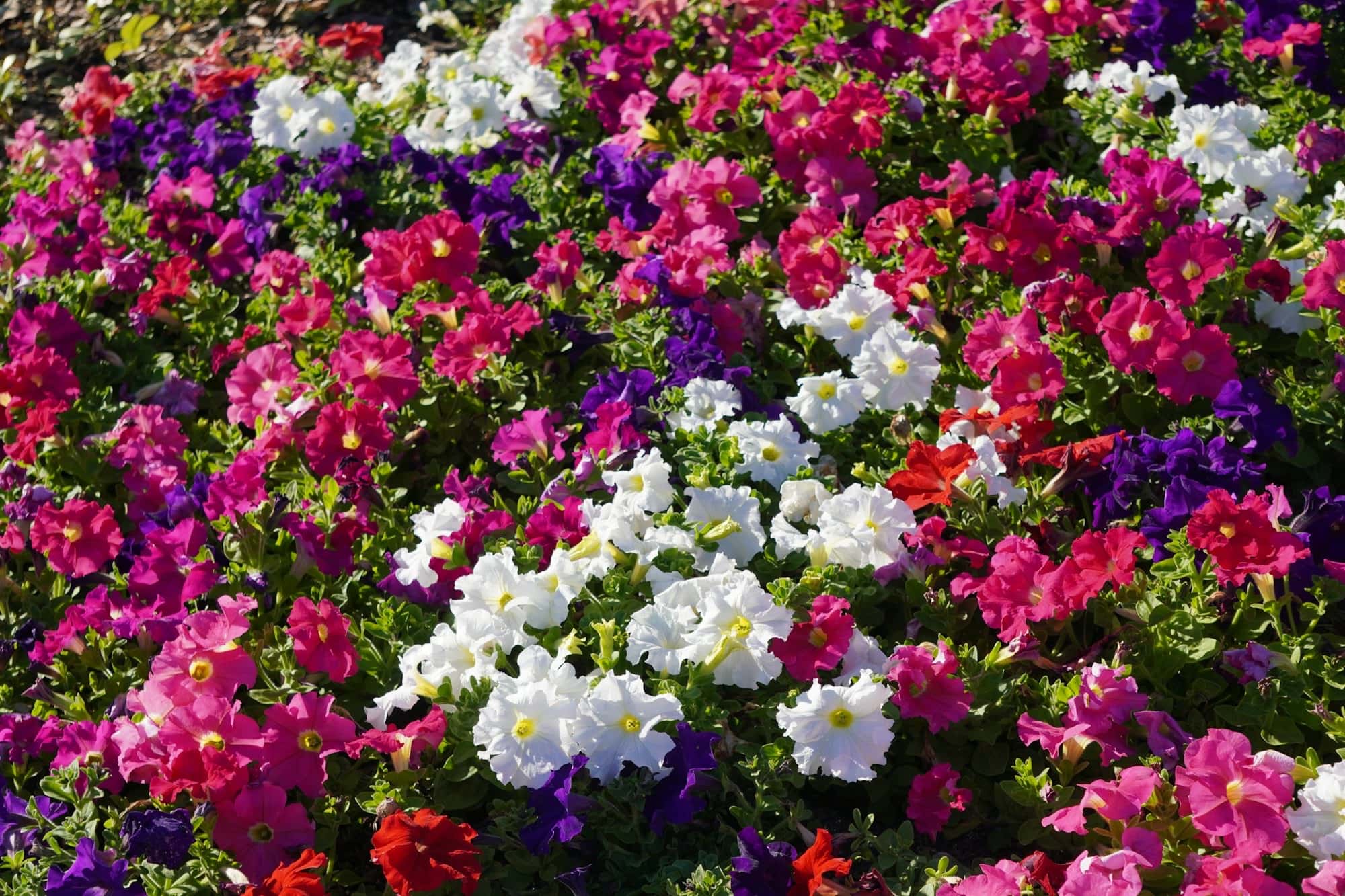 Bed of blooming petunias in magenta, white, purple, and red
