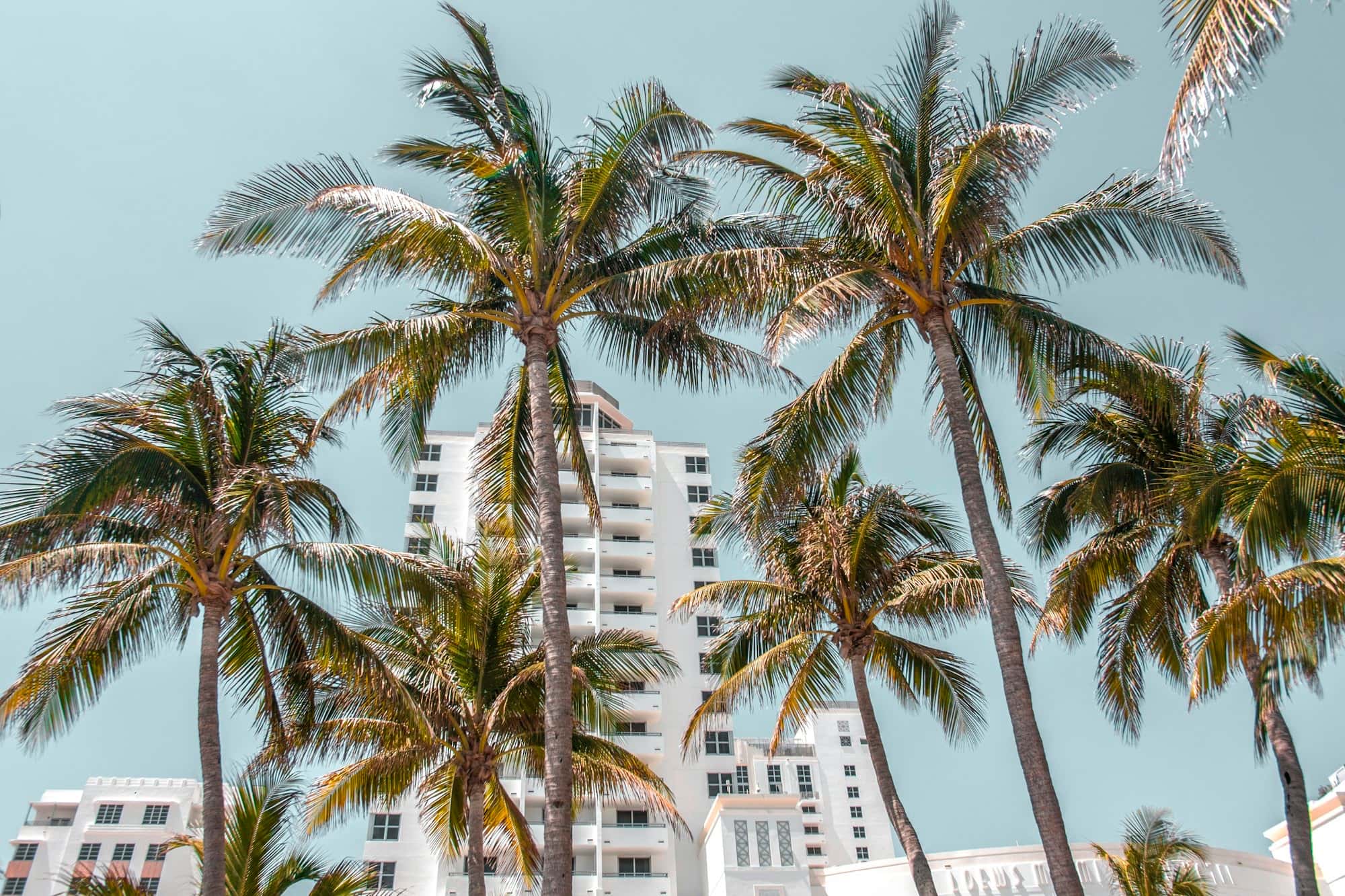 White high-rise building seen from below through the crowns of coconut palms