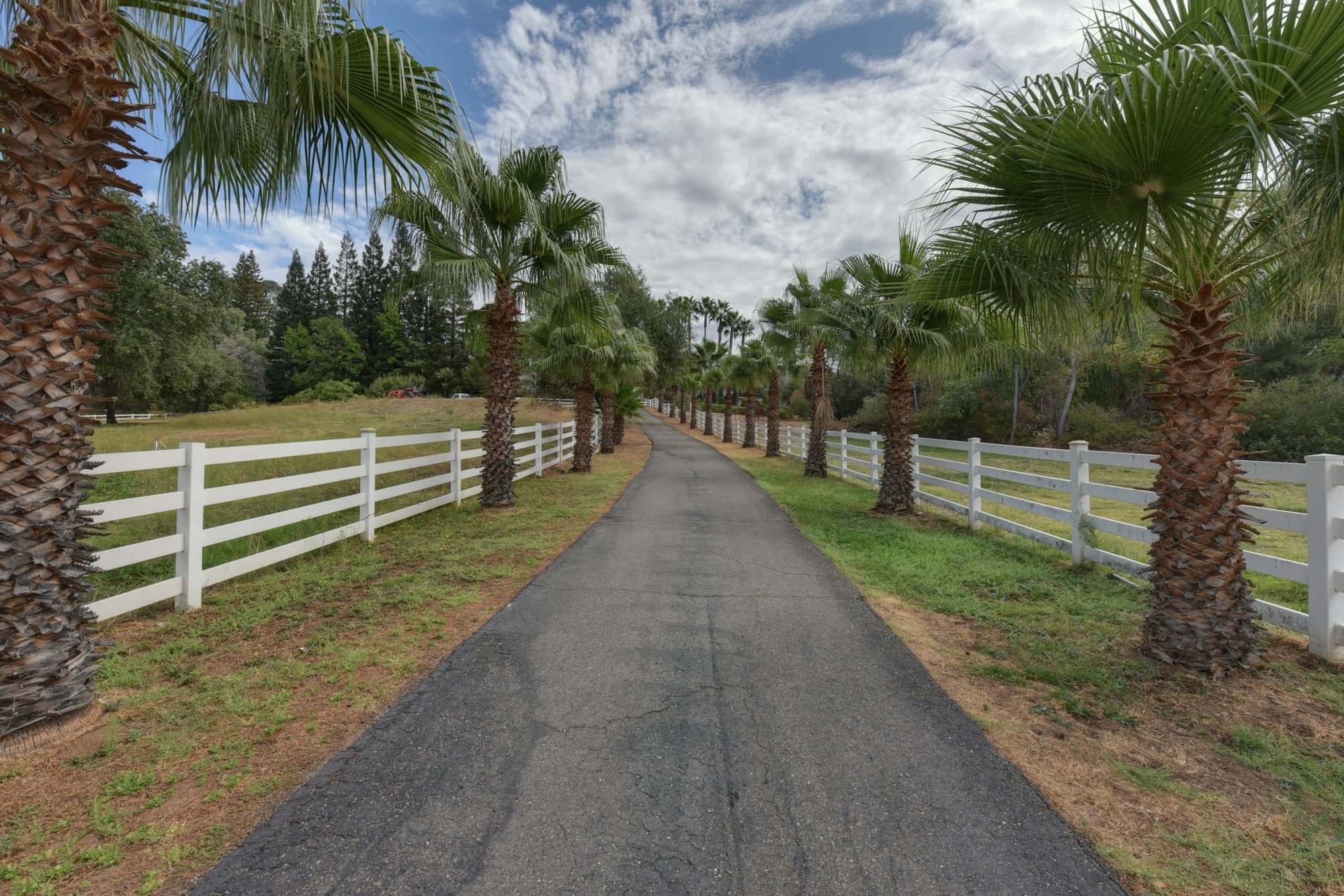 Paved lane between white rail fences lined with fan palms, open pasture and trees on either side