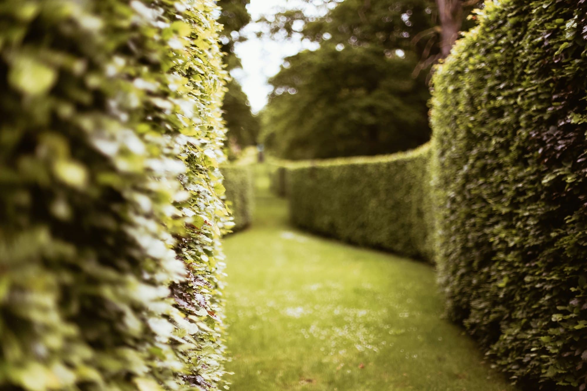 Tall clipped hedges lining both sides of a narrow grass walkway, the near hedge out of focus