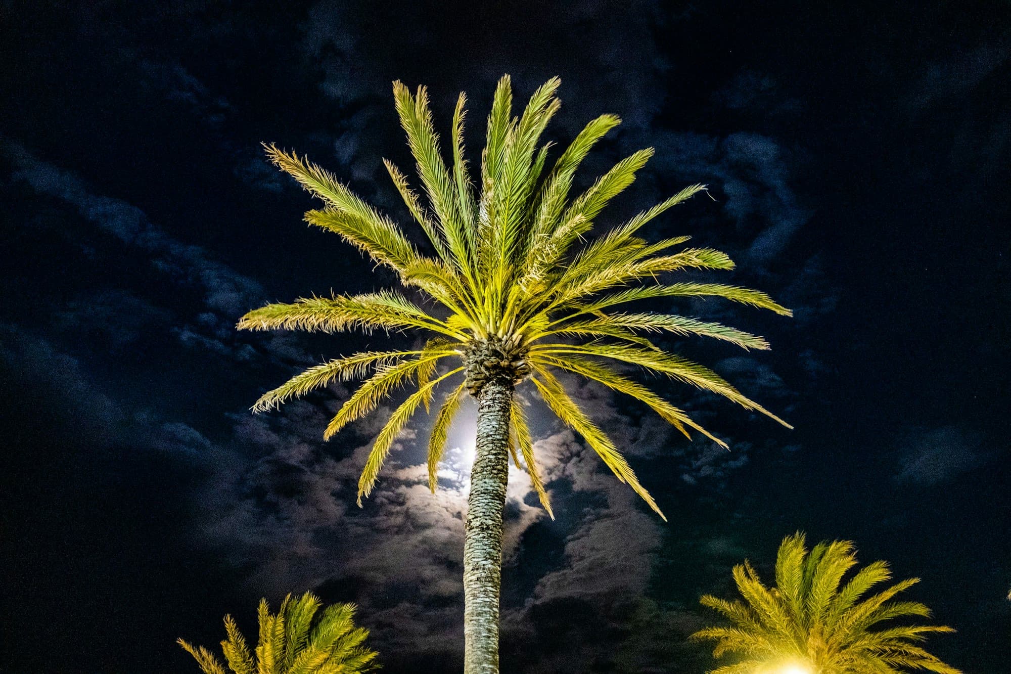 Date palm lit from below at night against a dark, cloudy sky with the moon behind the trunk