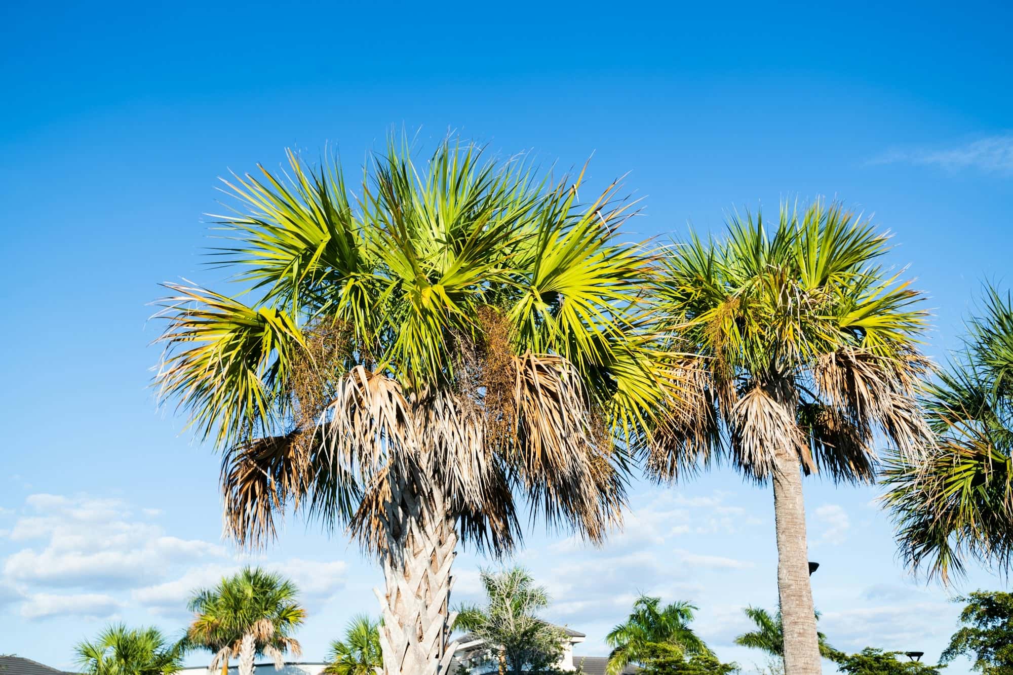 Sabal palm crowns against a clear blue sky, with more palms along the bottom of the frame