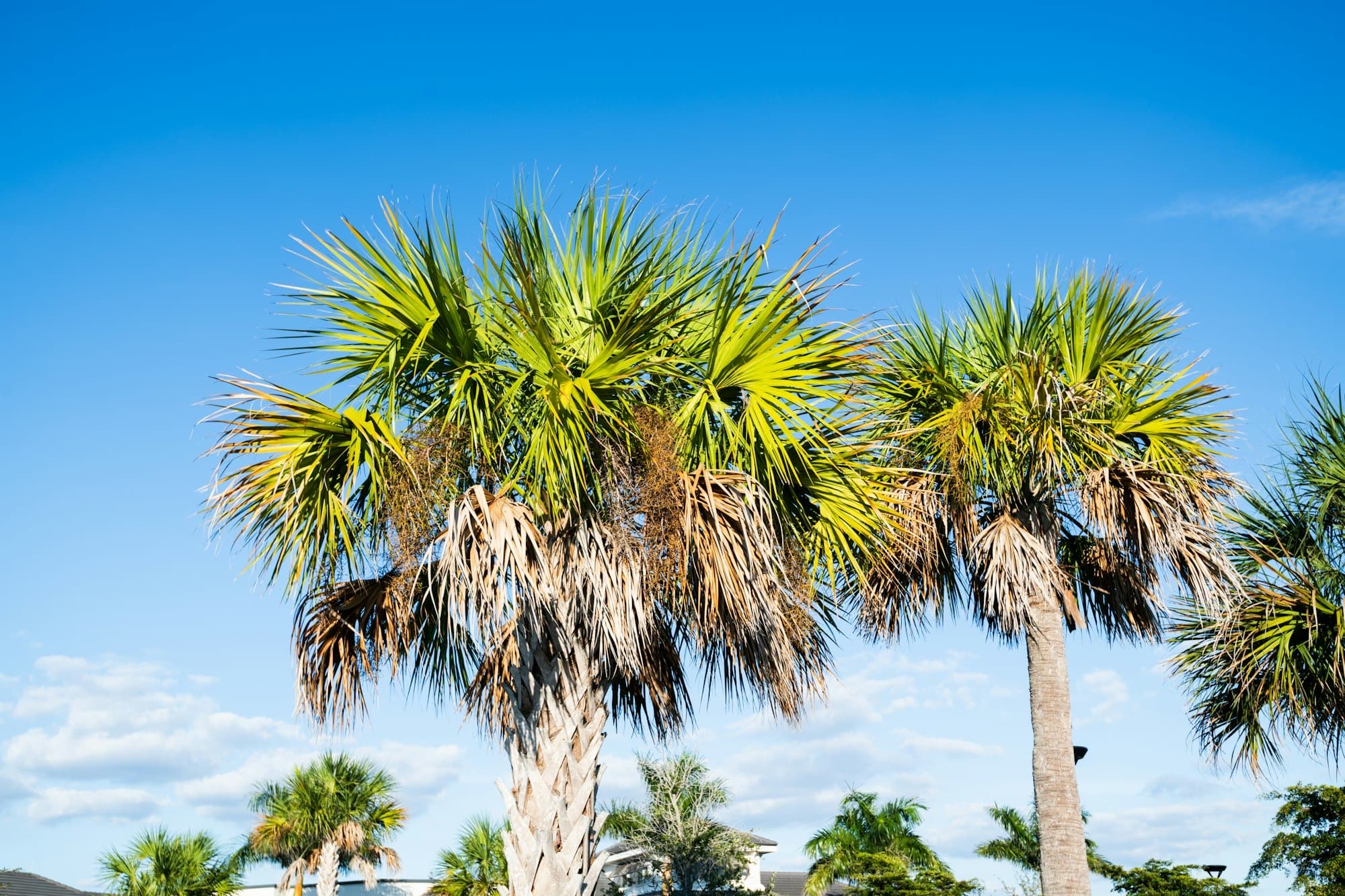 Sabal palm crowns against a clear blue sky, with more palms along the bottom of the frame