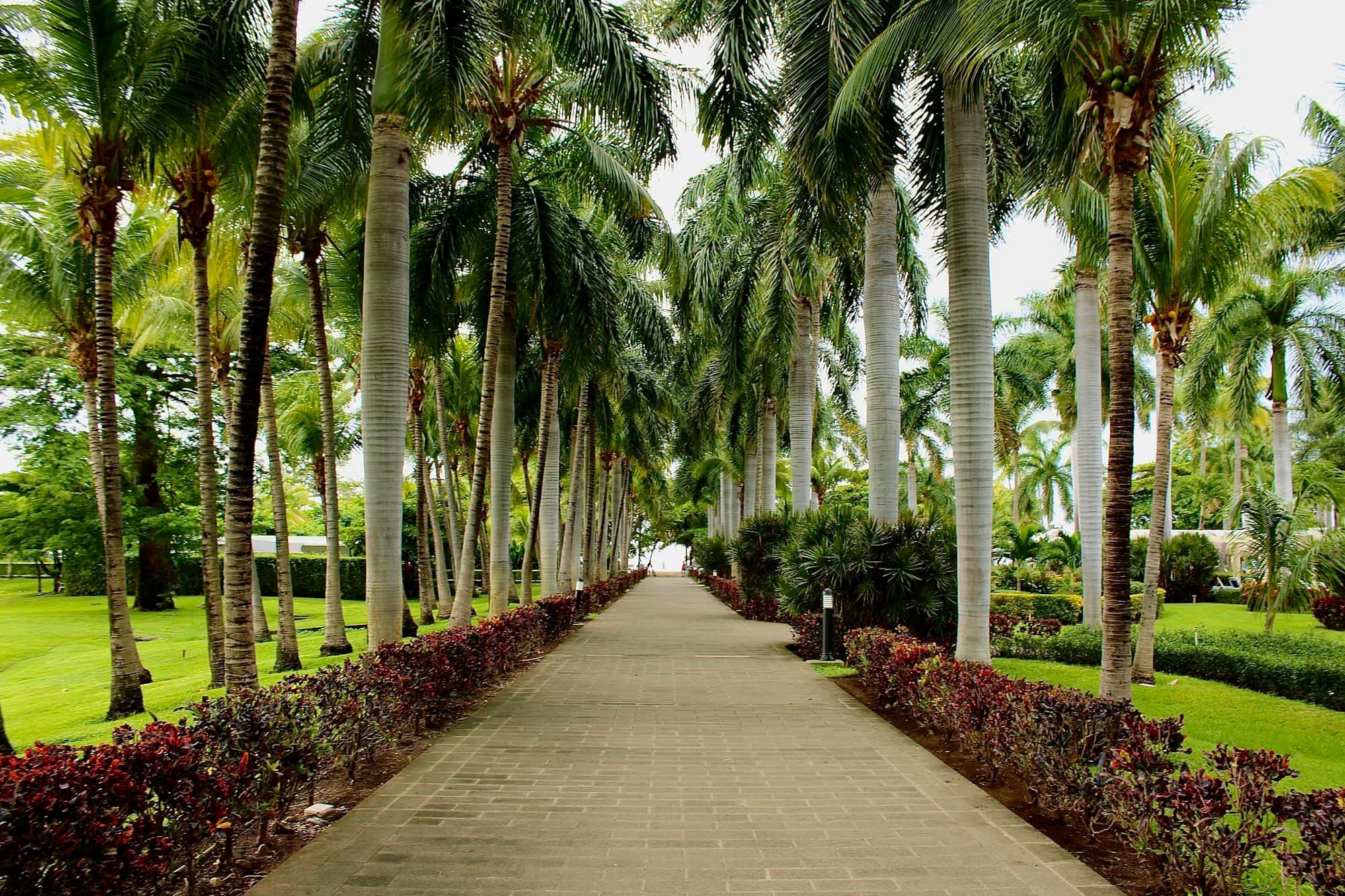 Long paved walkway lined on both sides by rows of tall palms and low red-leaf shrub borders