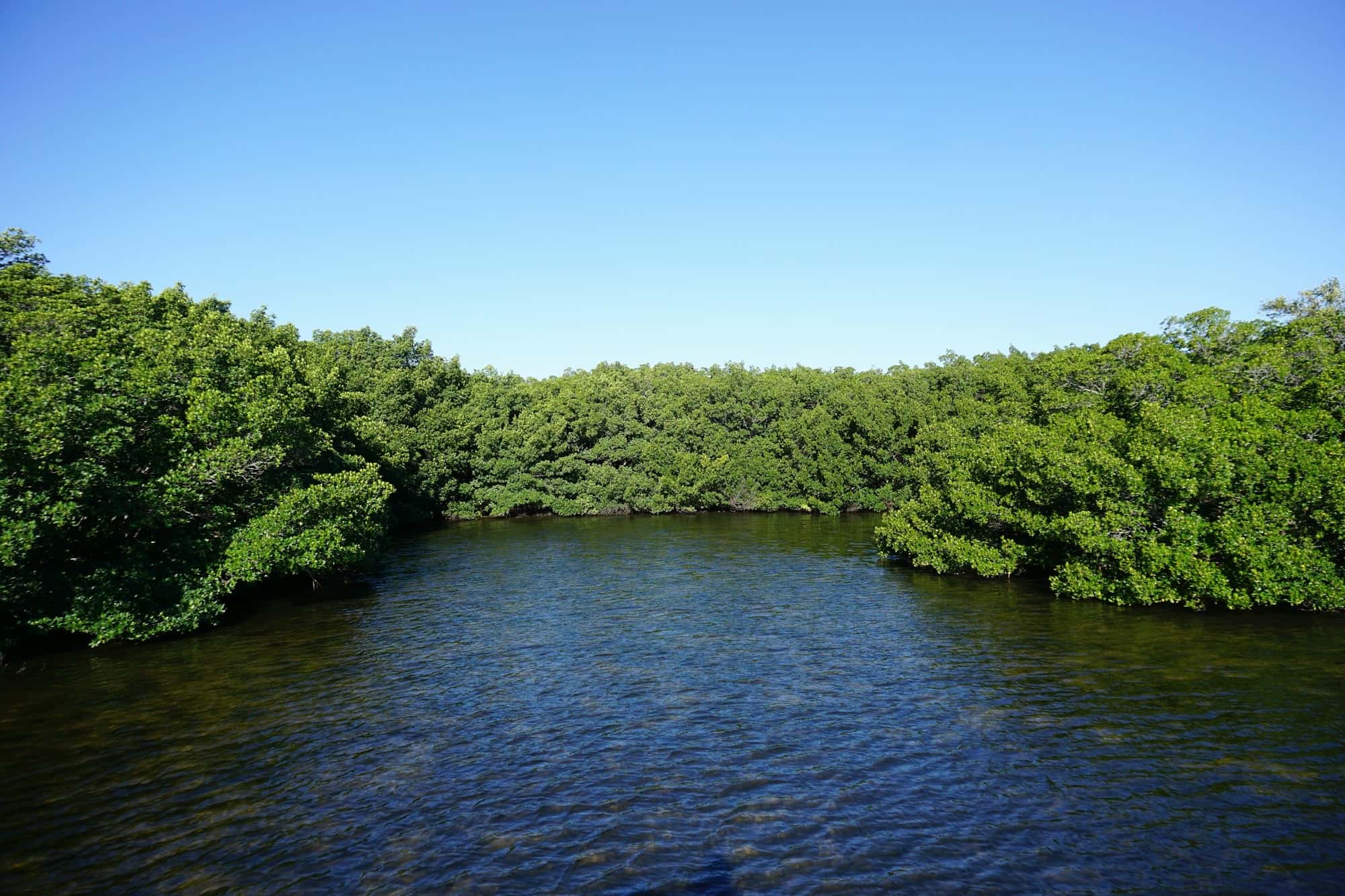 Calm dark water channel bordered by dense mangroves under a clear blue sky